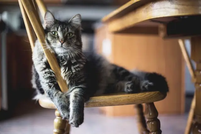 Entspannte Katze: Symbolbild für stressfreie Wohnungsauflösung durch den Makler